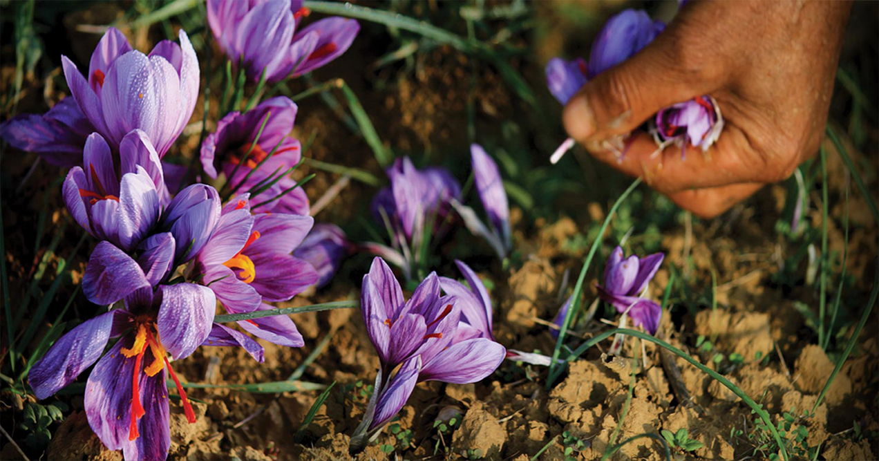 Hoa saffron trồng organic